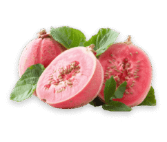 guava guava