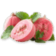 guava guava